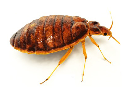 Pest Control London Bedbug