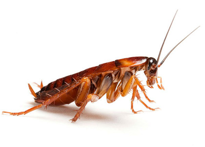 Cockroach Pest Control London