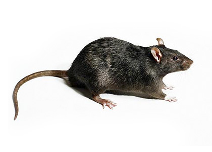 Rat Mice Pest Control London